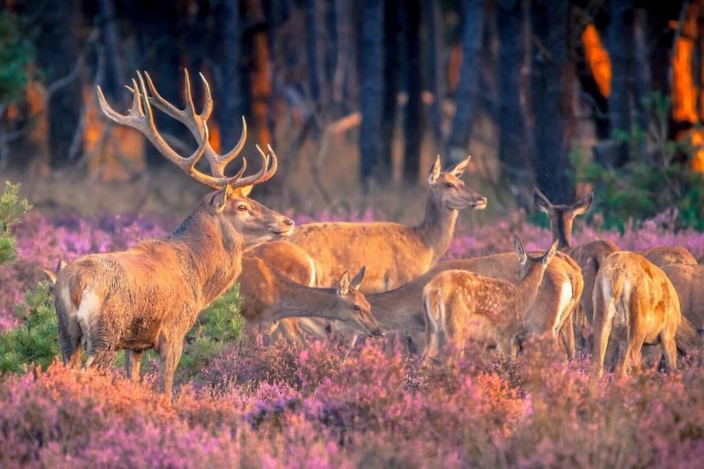 Te Huur: Leuke 4-Persoons Stacaravan Op Top Locatie! Hoenderloo Bagian luar foto